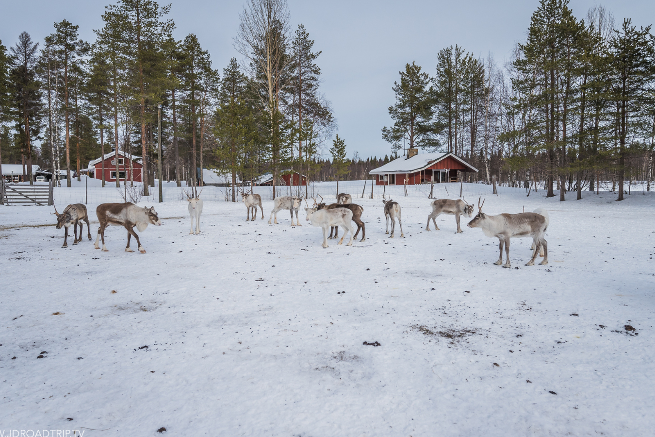 Rencontre avec les rennes – Image 4