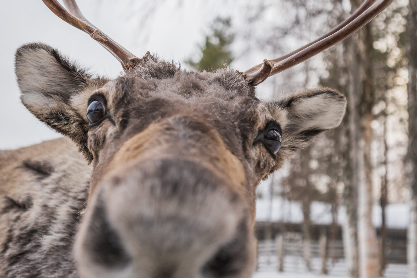 Rencontre avec les rennes – Image 3