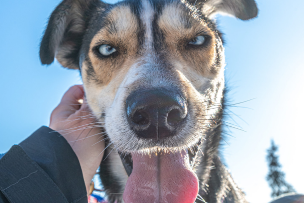 Balade en Chiens de Traineau – Image 3