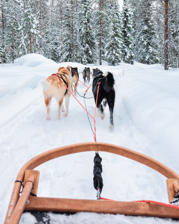 Balade en Chiens de Traineau