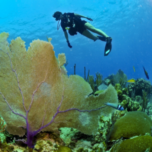 Cours avancé plongée au Nitrox