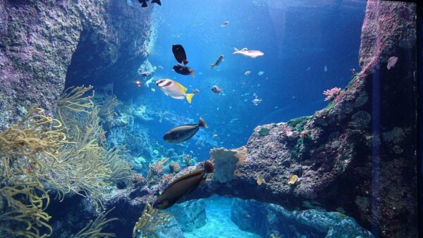 Aquarium de Biarritz ​- Acheter billet